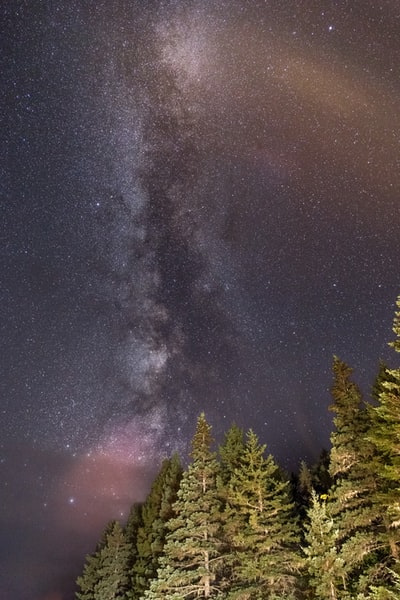 星夜松树的低角度照片